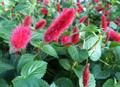 معرفی و راهنمای پرورش گیاهان زینتی فضای باز - آکالیفا پندولا